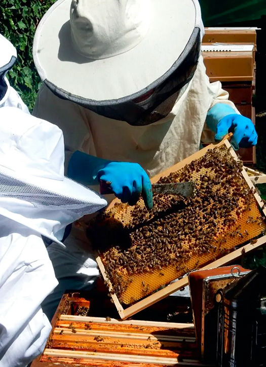 wecandoo atelier apiculture