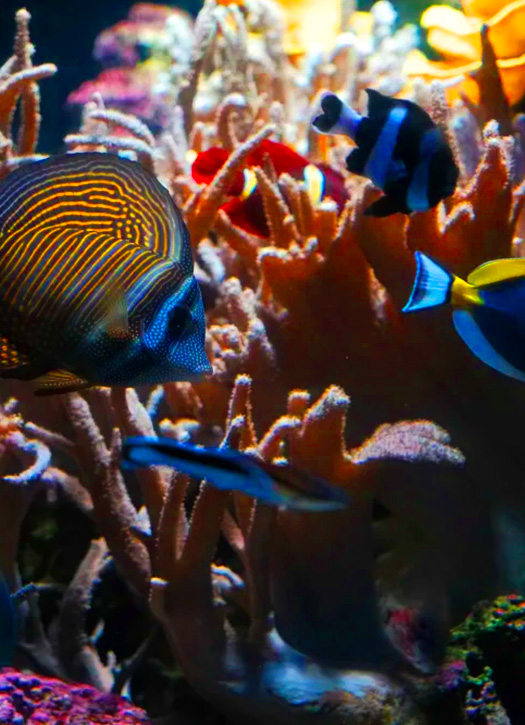 aquarium paris 