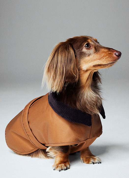 manteau chien hm