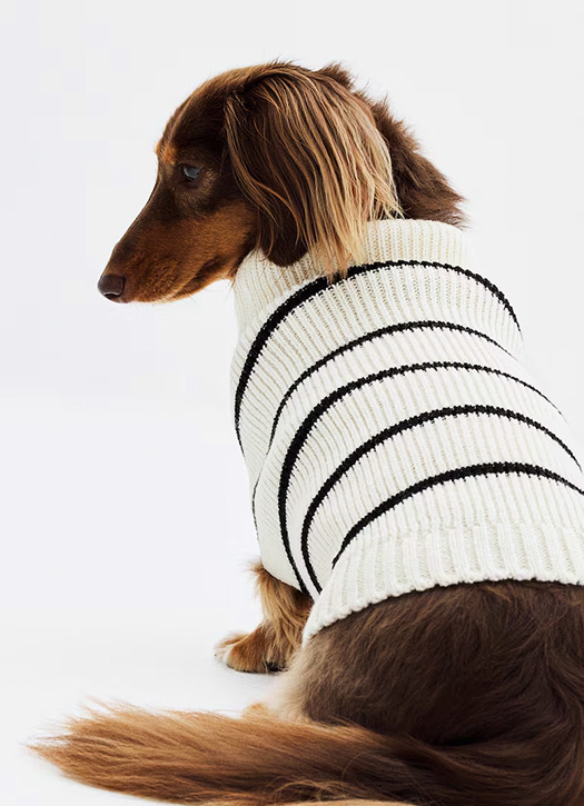 pull mariniere chien